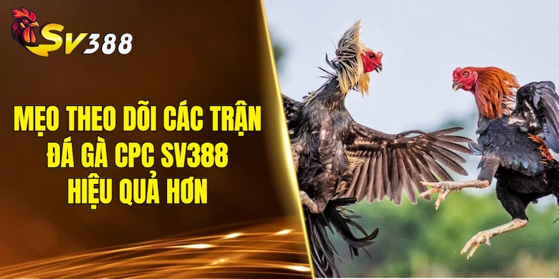 Mẹo theo dõi các trận đá gà CPC SV388 hiệu quả hơn