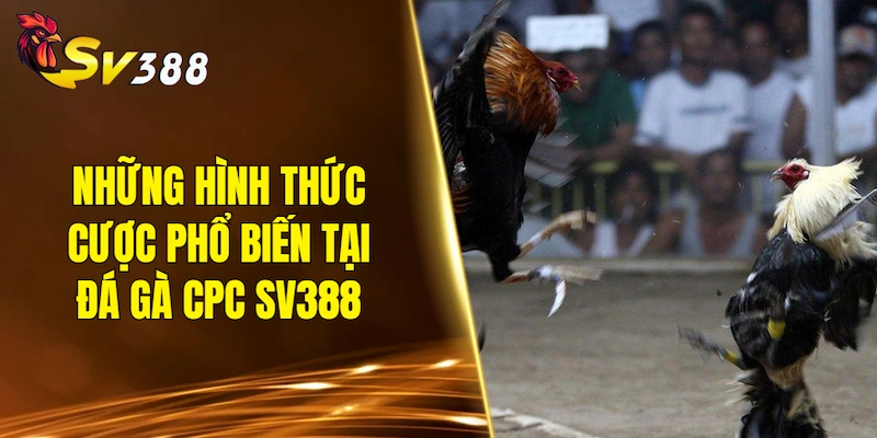 Những hình thức cược phổ biến tại đá gà CPC SV388